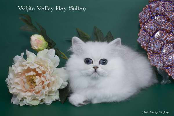 Персидские котята | питомник White Valley  в Волгограде